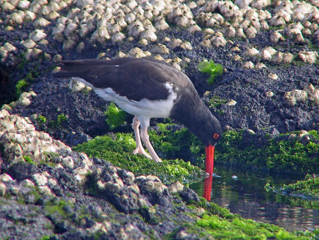 Galapagos 6-1-10 Santiago Puerto Egas American Oystercatcher